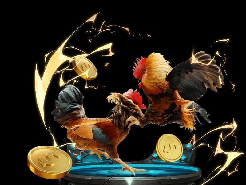 Đá Gà Trực Tiếp Win23